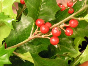 holly