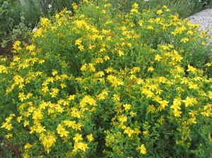 St johns wort