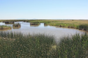 Bear RIver Migratory Bird Refuge