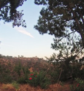 We parked some distance from Griffith Observatory and walked to it. Here is a view with flowers.