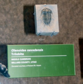 Millard County trilobite